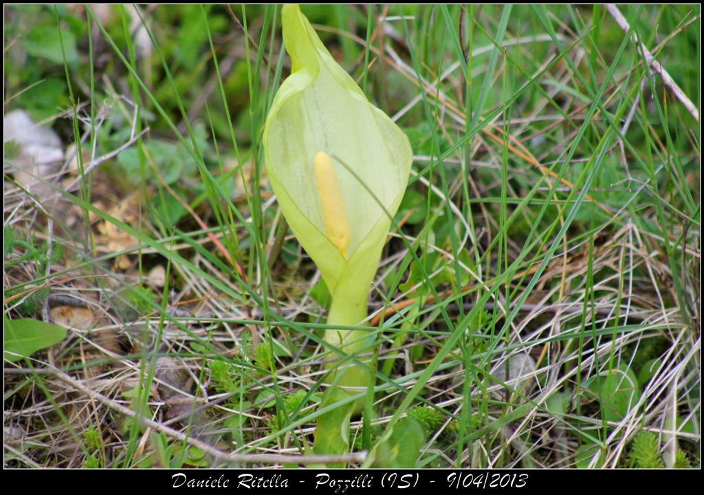 Arum italicum